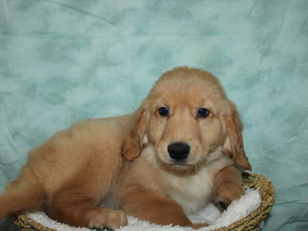 [#21965] Golden Female Golden Retriever Puppies for Sale