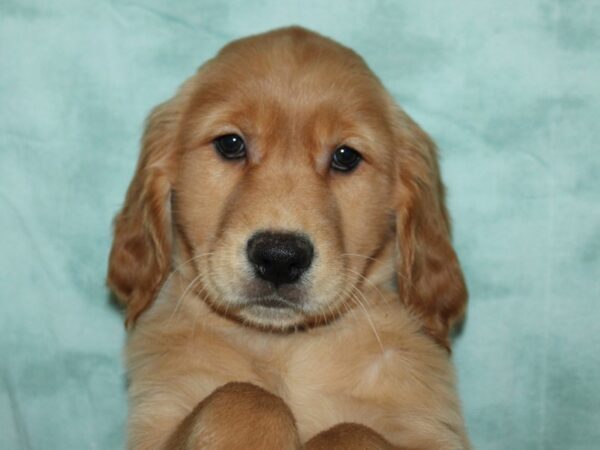 [#21964] Golden Female Golden Retriever Puppies for Sale