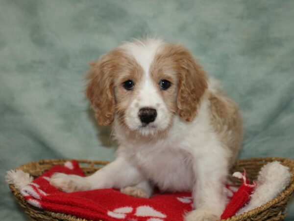 [#21982] Blenheim Male Cavapoo Puppies for Sale