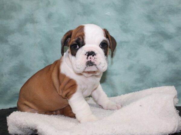 [#22523] Red / White Male English Bulldog Puppies for Sale