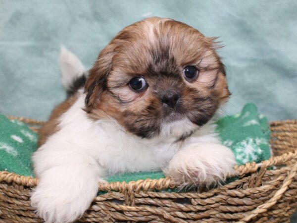 [#22526] Brown / White Female Shih Tzu Puppies for Sale
