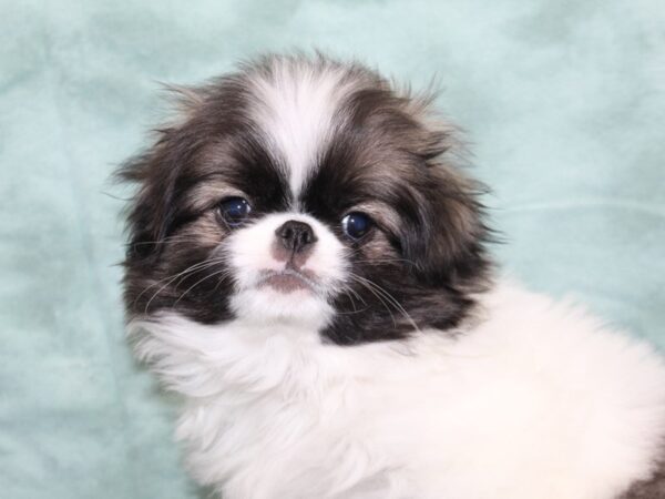 [#22532] Grey and White Male Japanese Chin Puppies for Sale