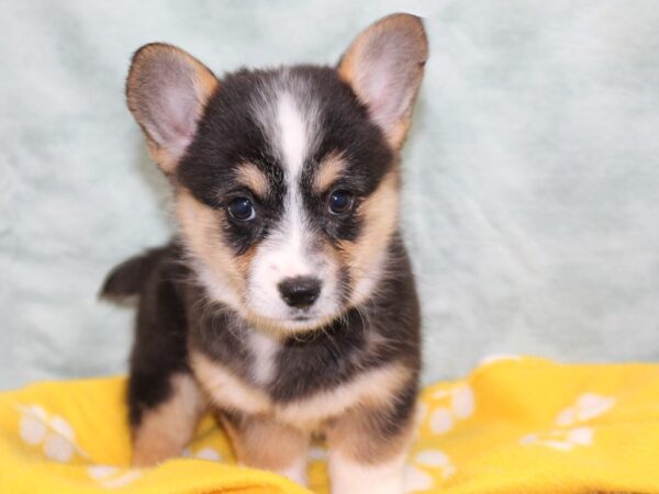 [#22557] Black and Tan Female Pembroke Welsh Corgi Puppies for Sale