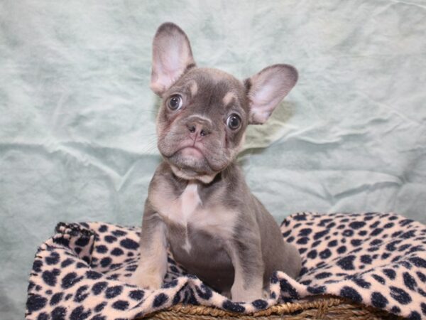 [#22567] Blue Female French Bulldog Puppies for Sale