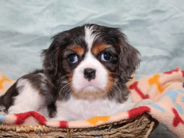 [#22570] Blue Merle Female Cavalier King Charles Spaniel Puppies for Sale