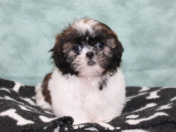 [#22581] Black / White Male Shih Tzu Puppies for Sale