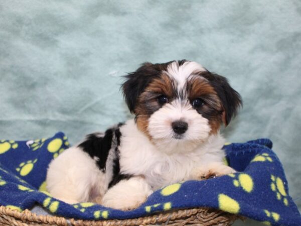 [#22592] Black White and Tan Male Yorkshire Terrier Puppies for Sale