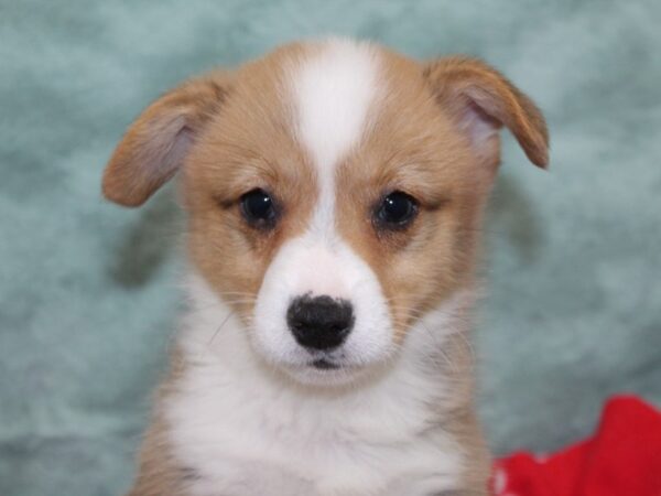 [#22584] Red / White Male Pembroke Welsh Corgi Puppies for Sale