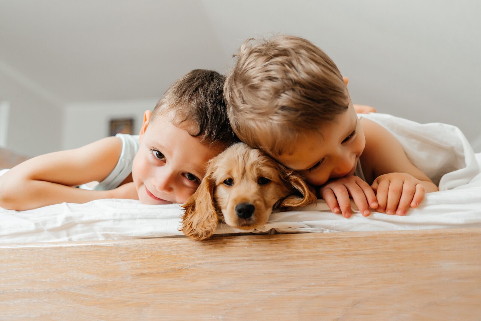 Find Your Furry Best Friend banner