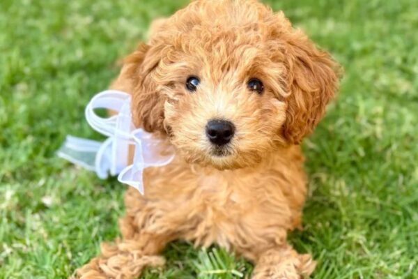 What To Know About Third-Party Puppy Financing Options at Petland