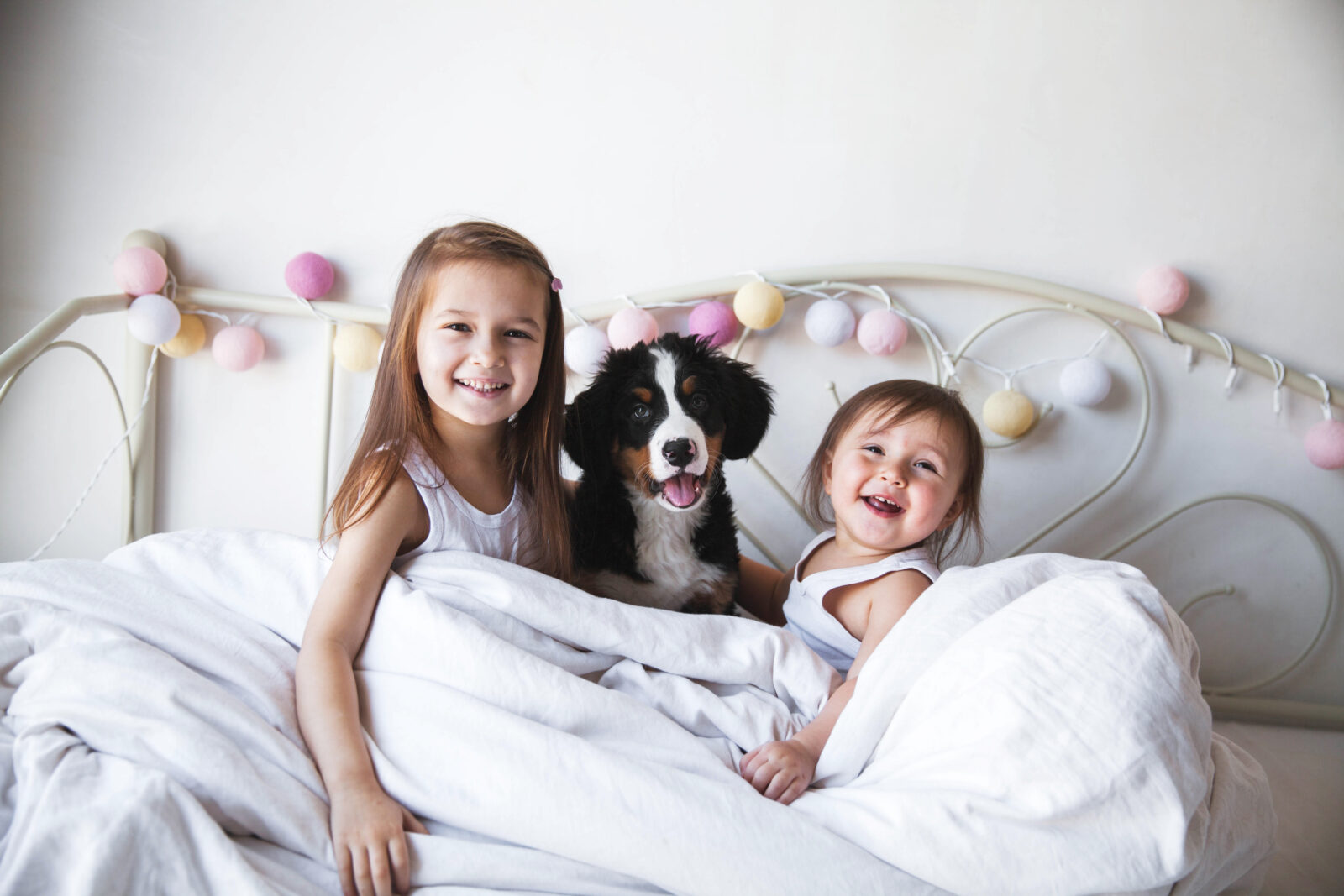 Find Your Furry Best Friend banner