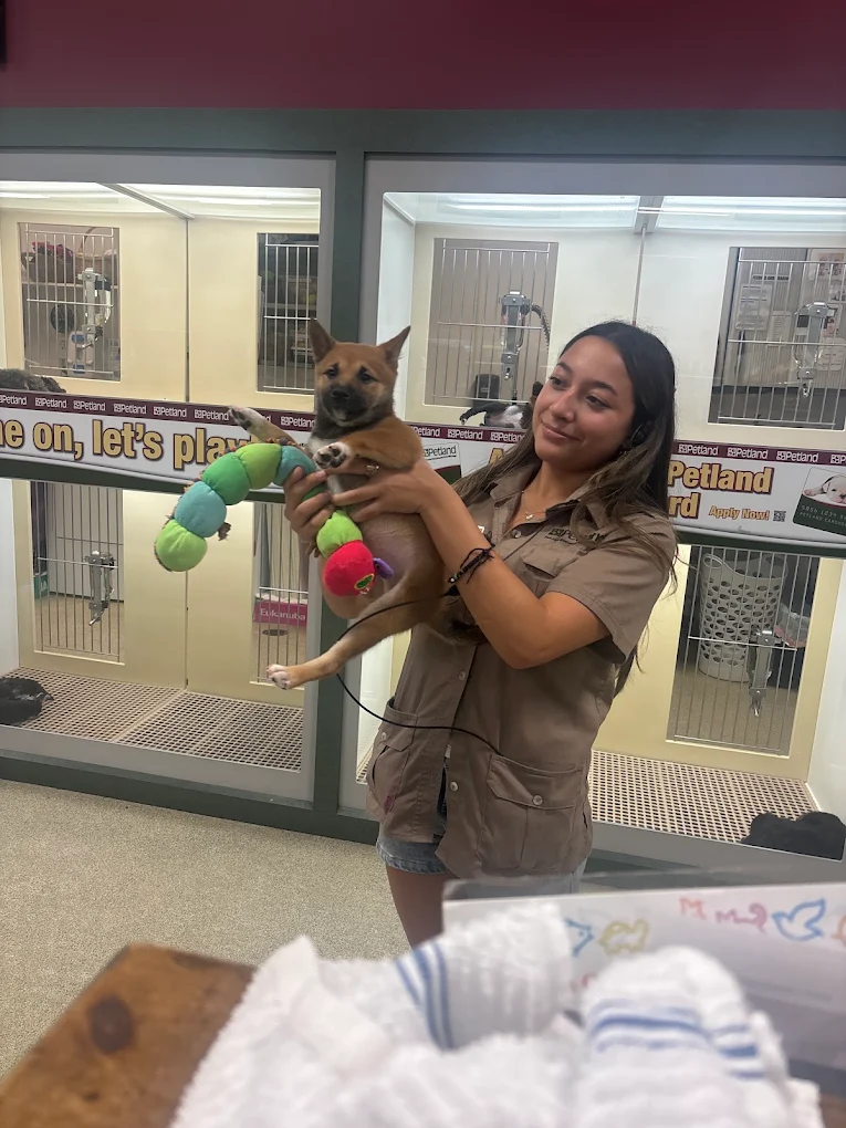 Puppies at Petland Dalton